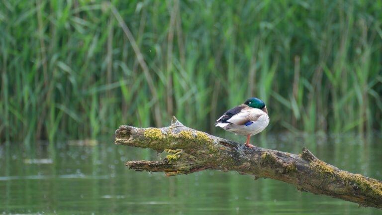 drake, mallard, duck-8818311.jpg