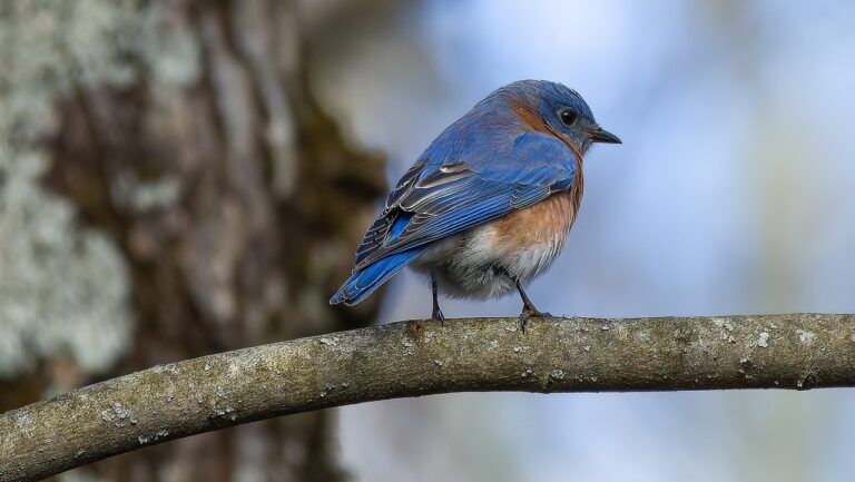 eastern bluebird, bird, perched-7435231.jpg