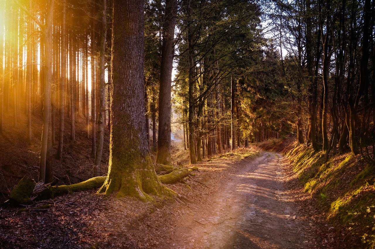 forest, sun, warm-5038025.jpg